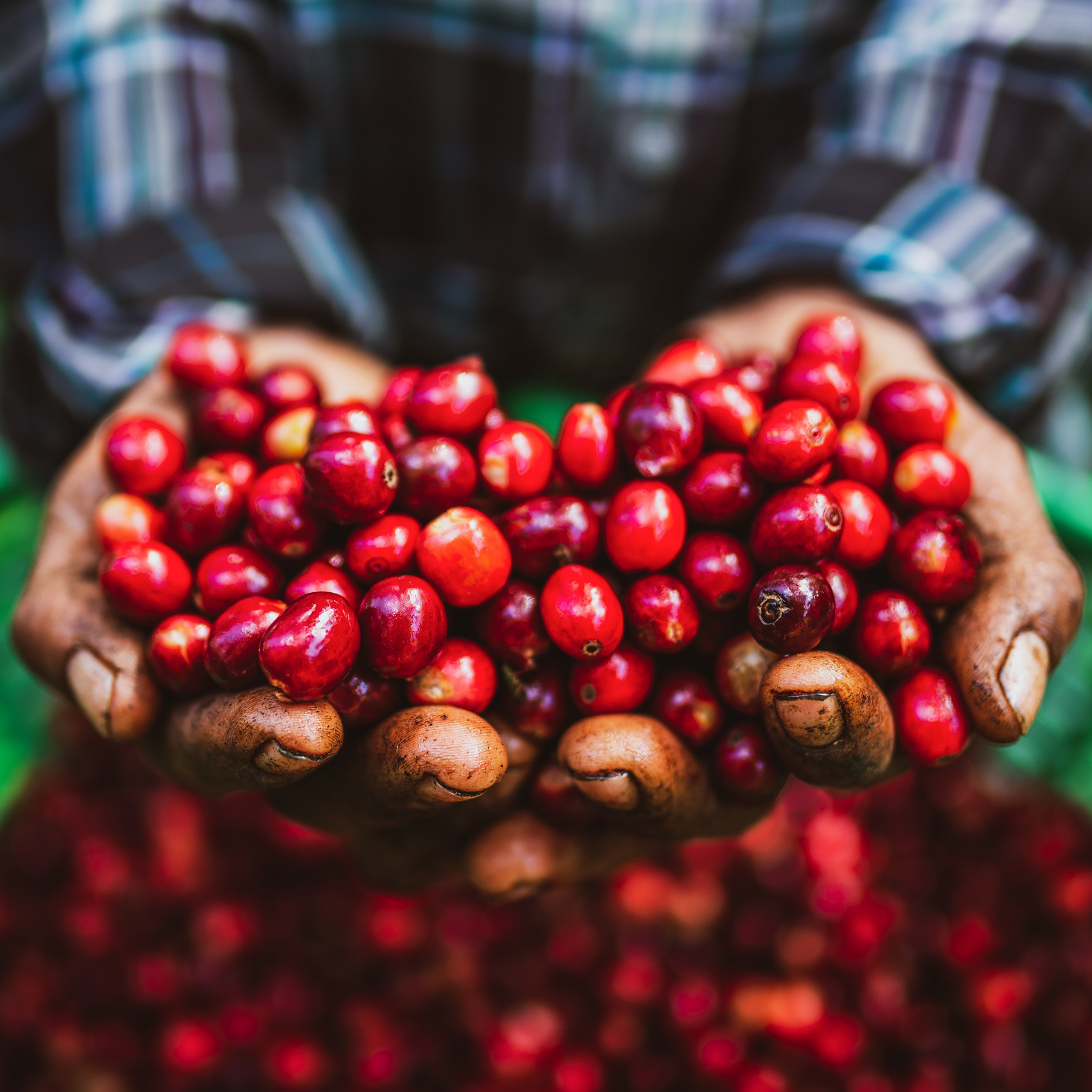 Insert a clear and simple description of the image.