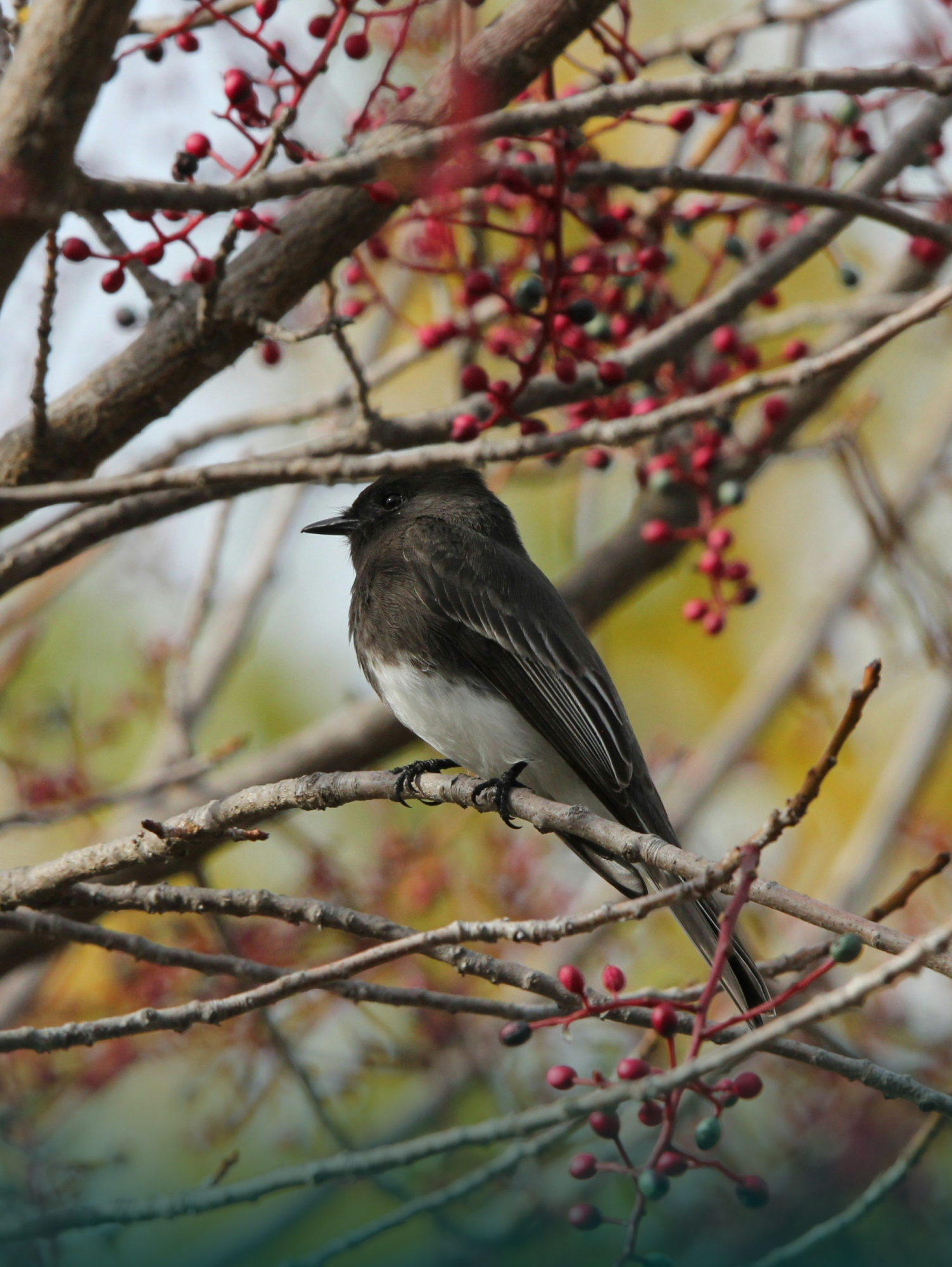Bird image