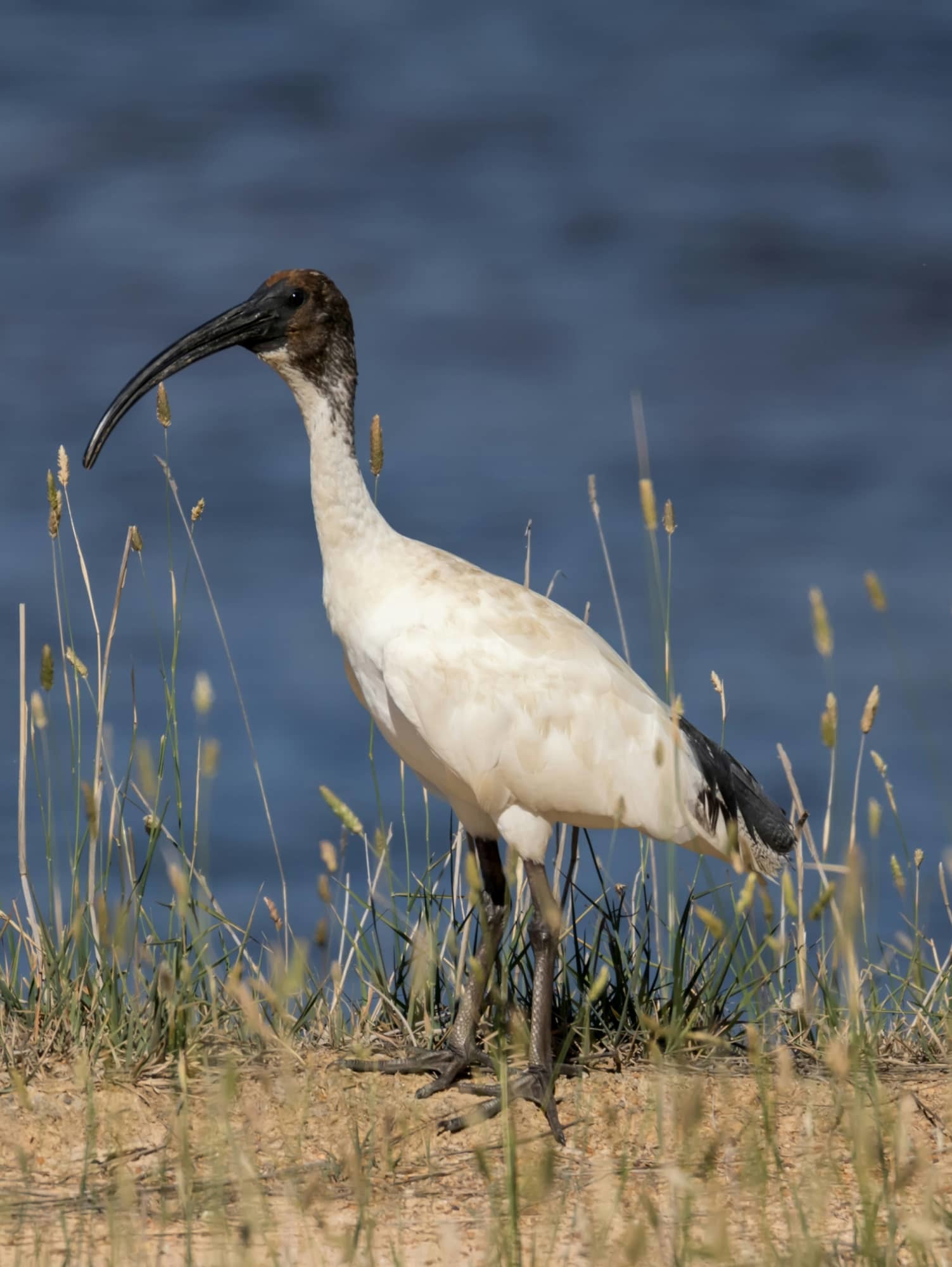 Bird image