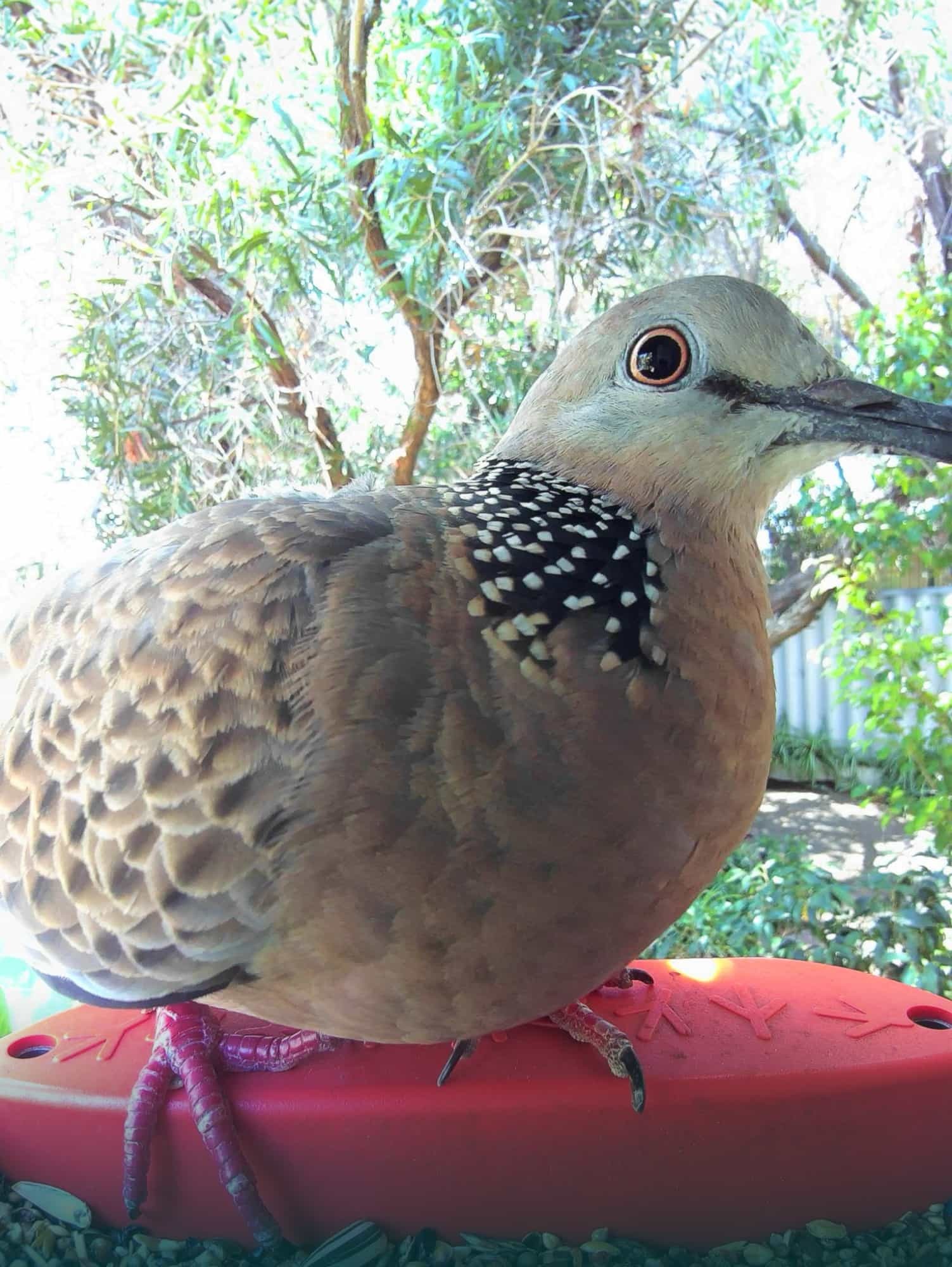 Bird image