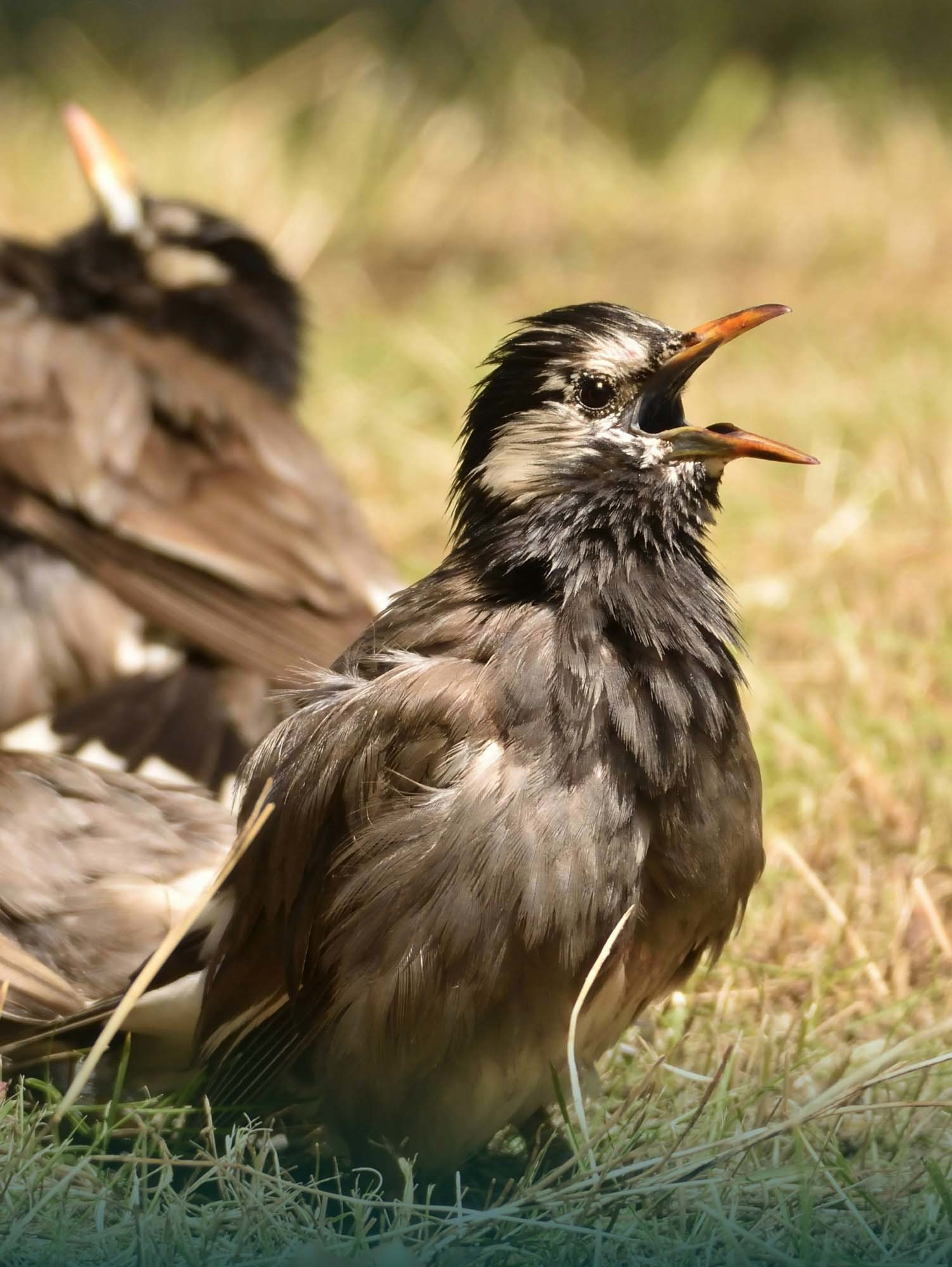 Bird image