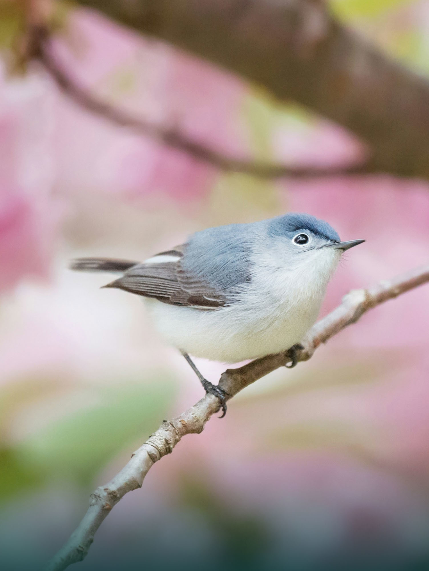 Bird image