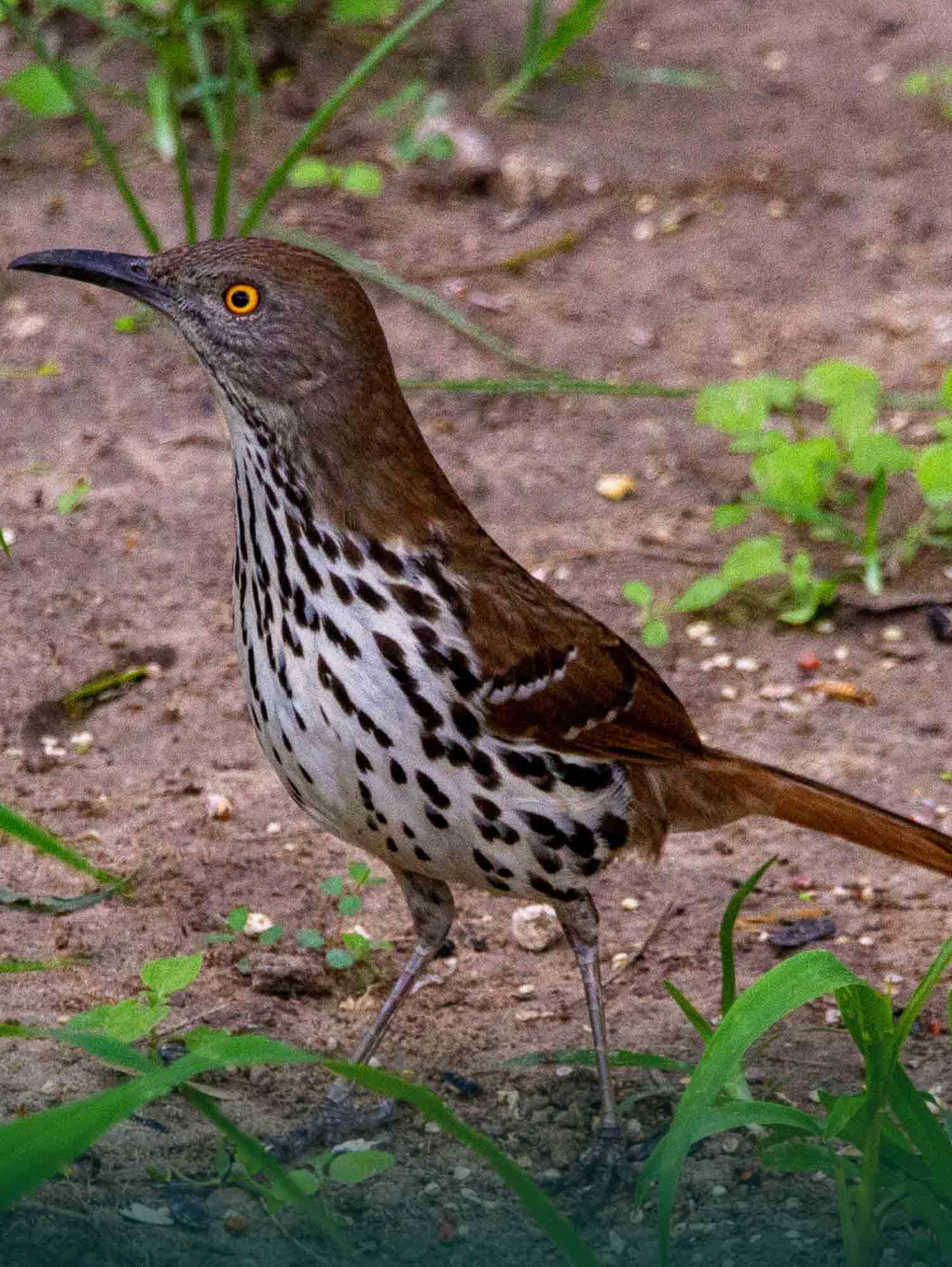 Bird image