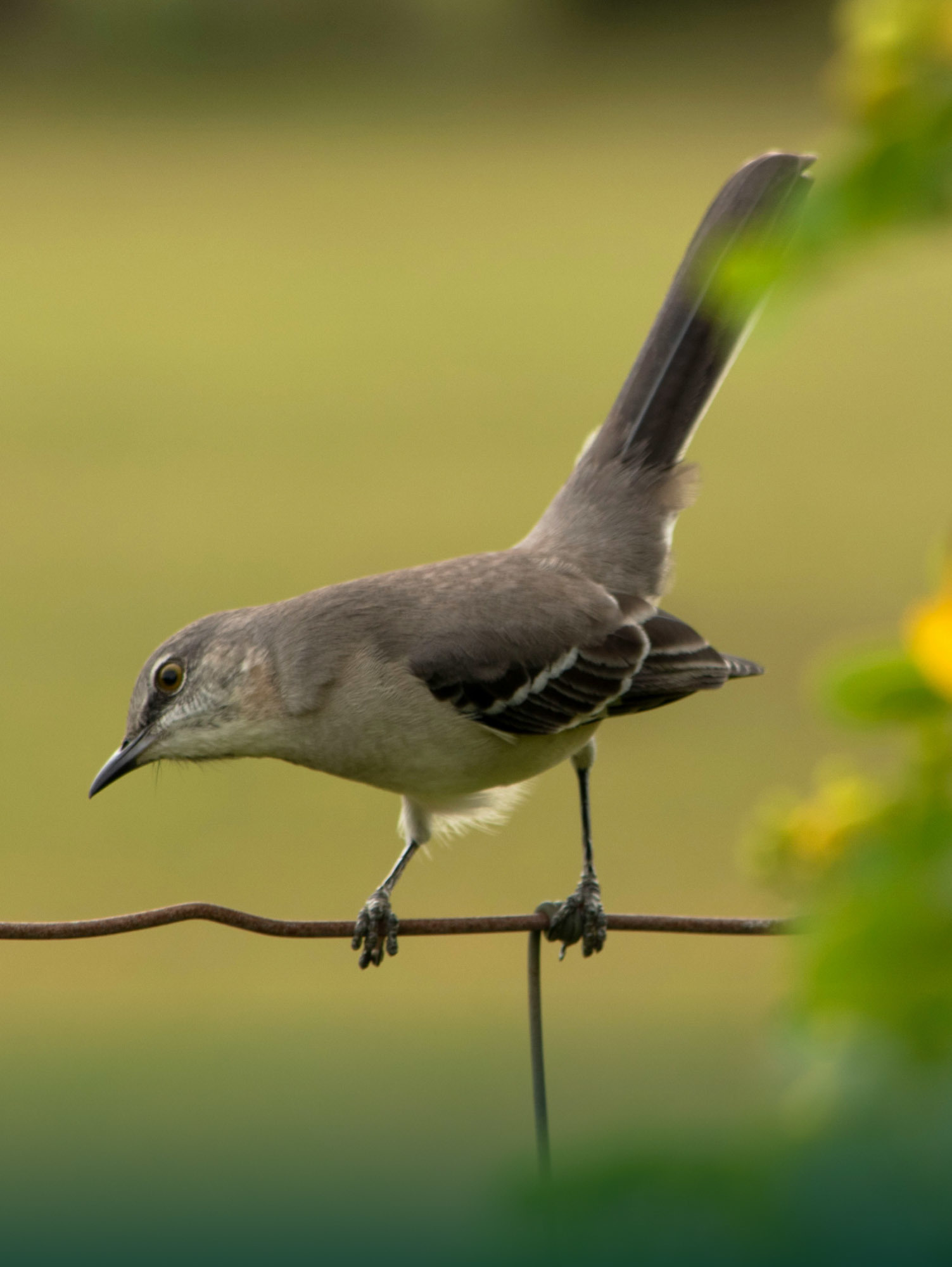 Bird image