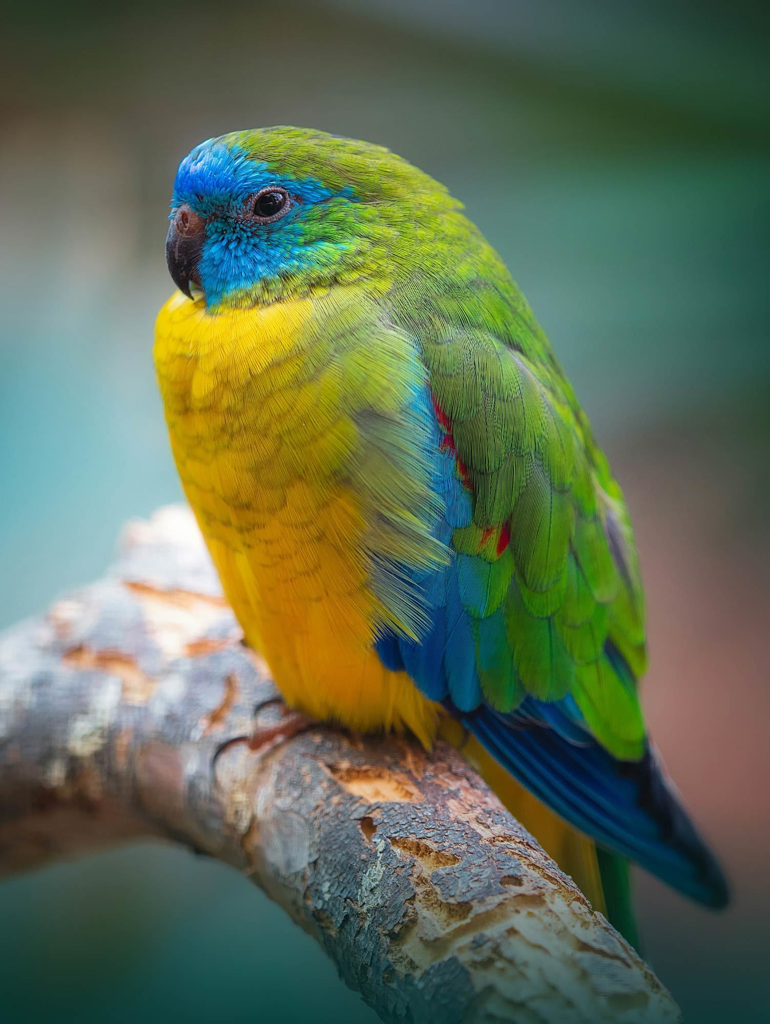 Bird image
