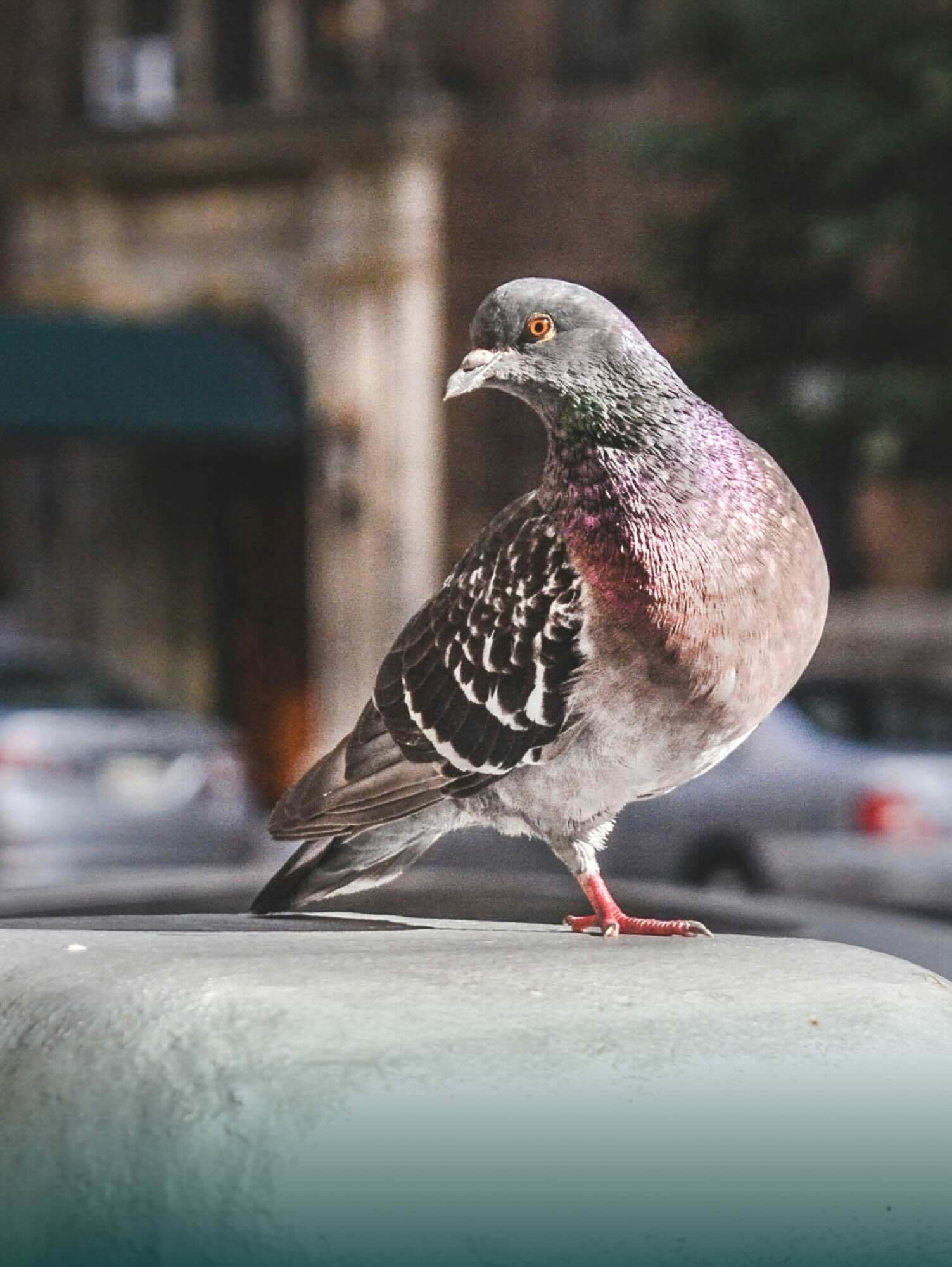 Bird image