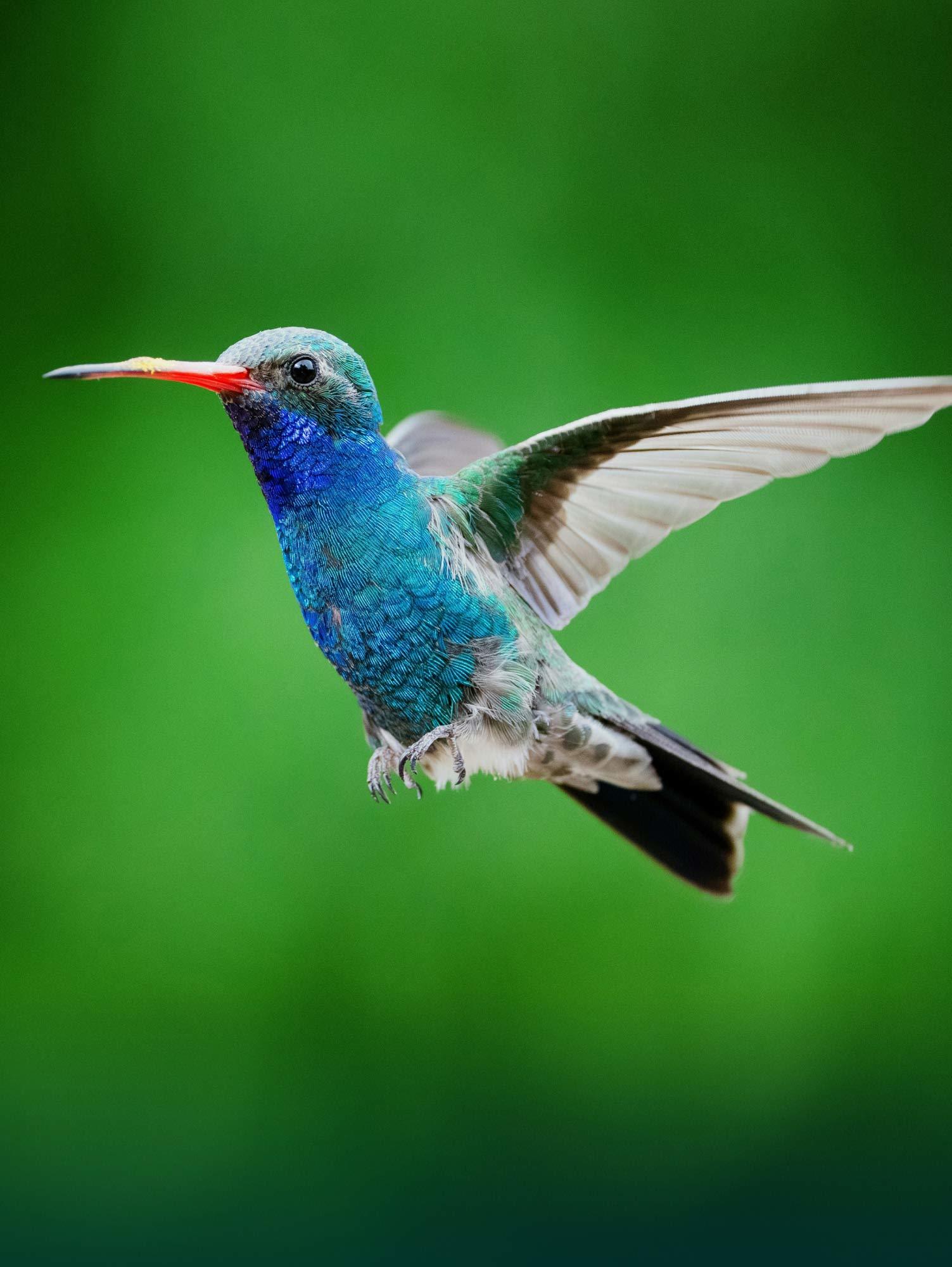 Bird image