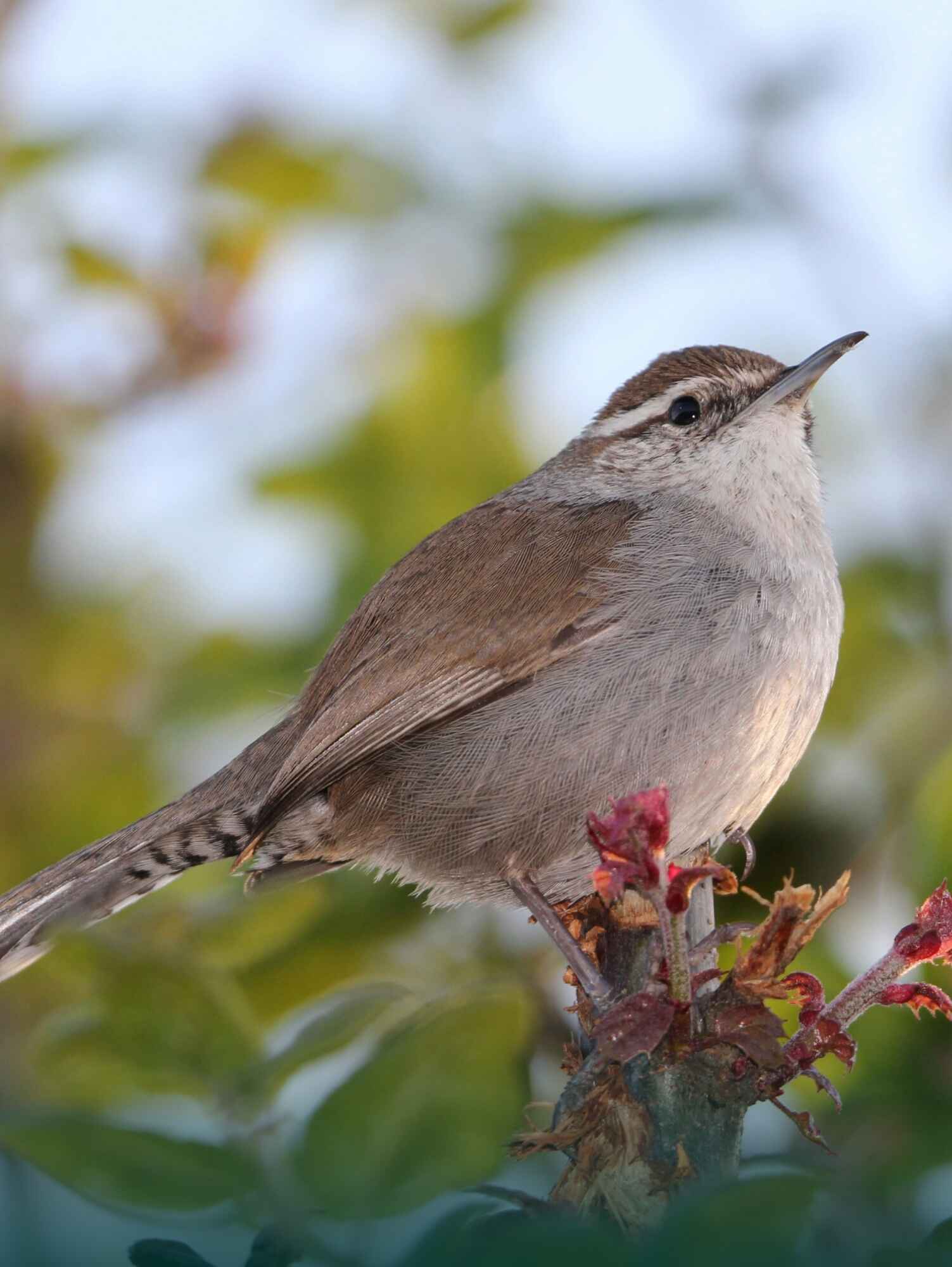 Bird image