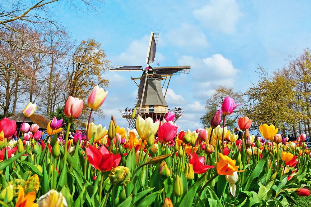 Amsterdam, Kinderdijk and the Dutch Bulbfields