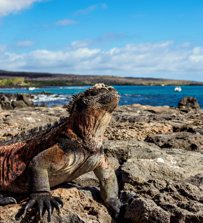 Ecuador: Galapagos