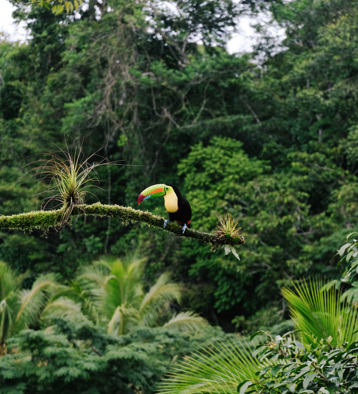 Costa Rica: Monteverde
