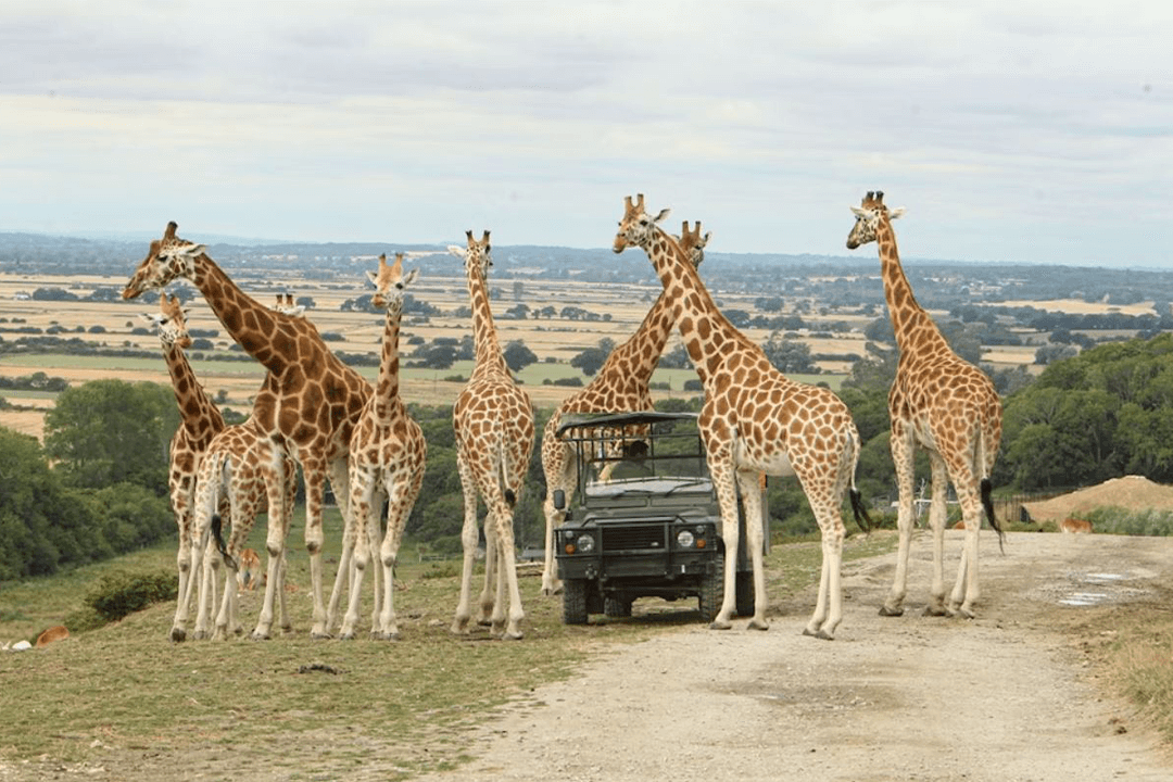 Port lympne