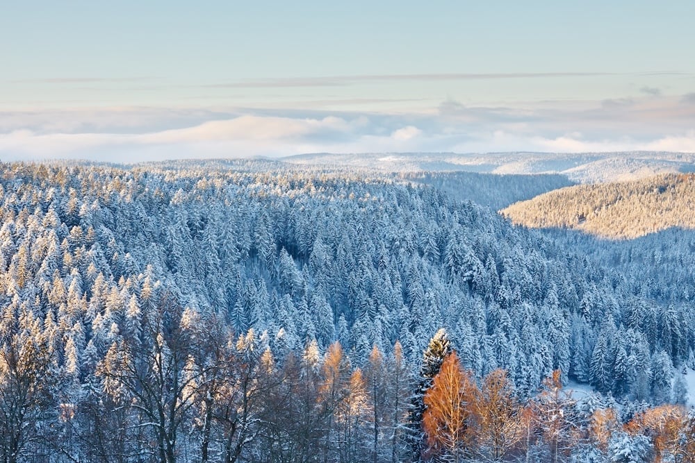 Christmas in the Black Forest<br>- save up to 15%