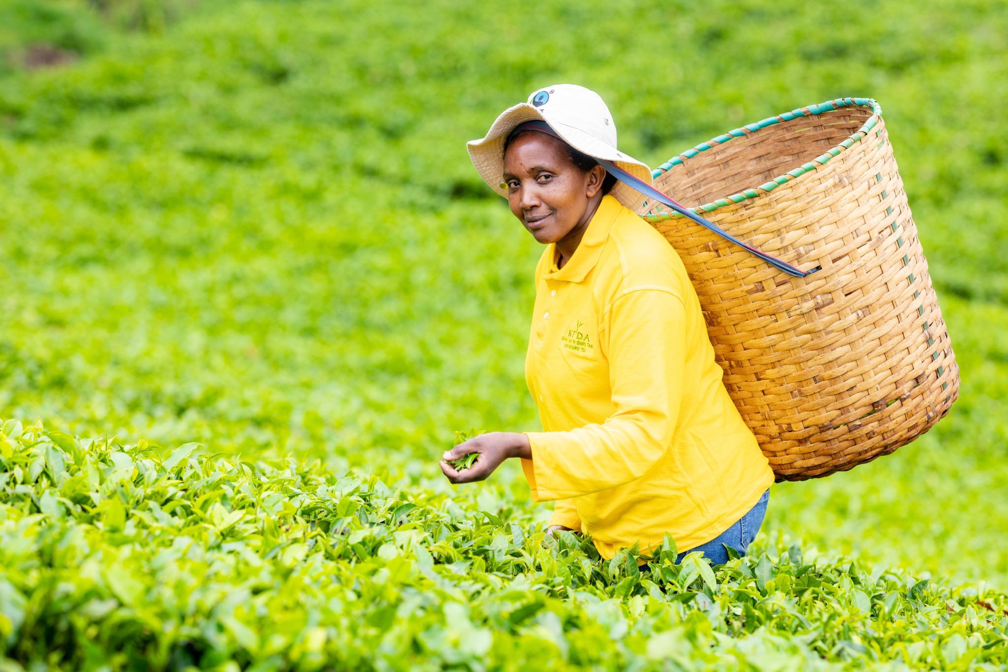 Storm in your teacup: How the climate crisis threatens Kenya's tea trade