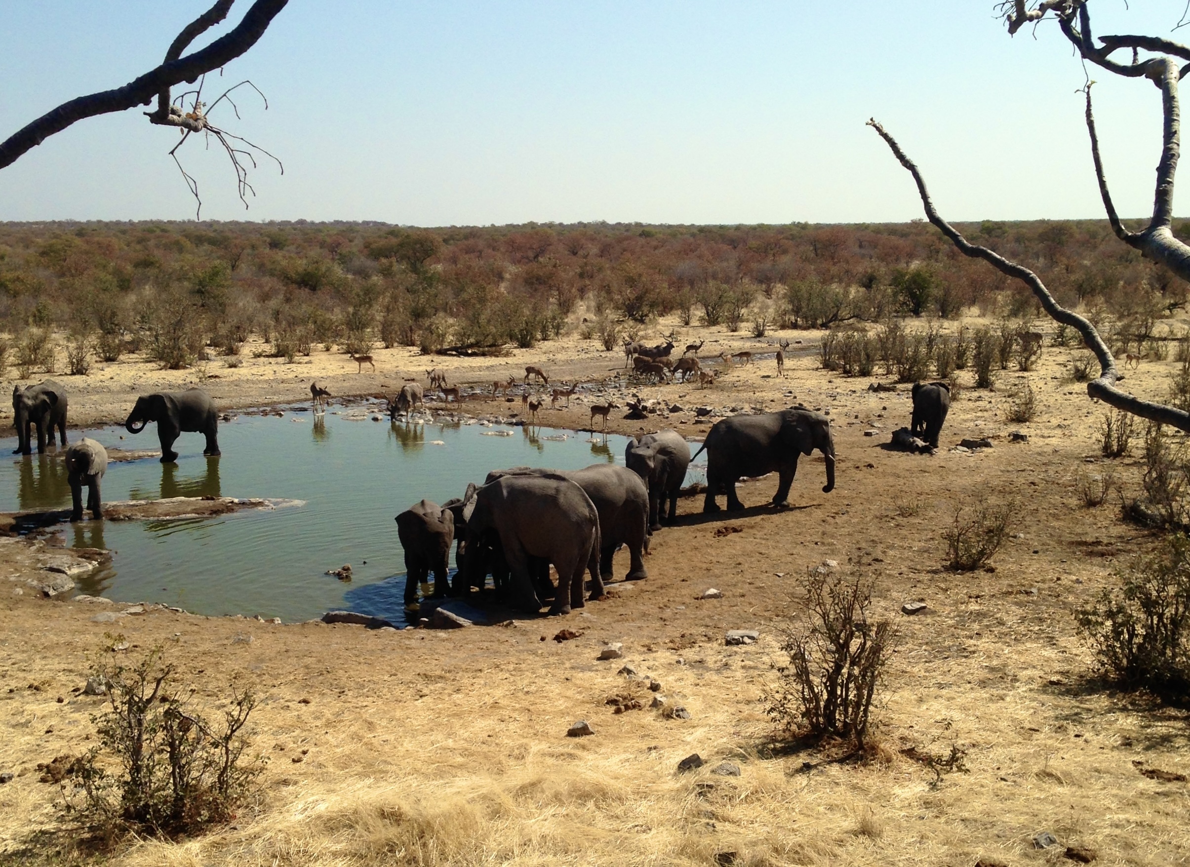 Etosha in Namibia