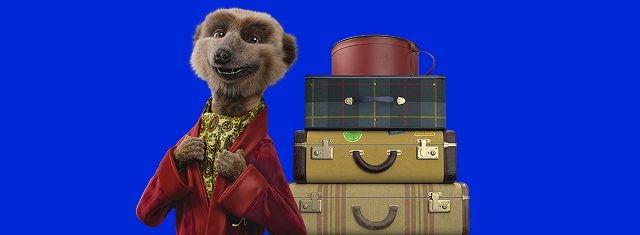 Meerkat stood next to stacked suitcases on a cobalt blue background