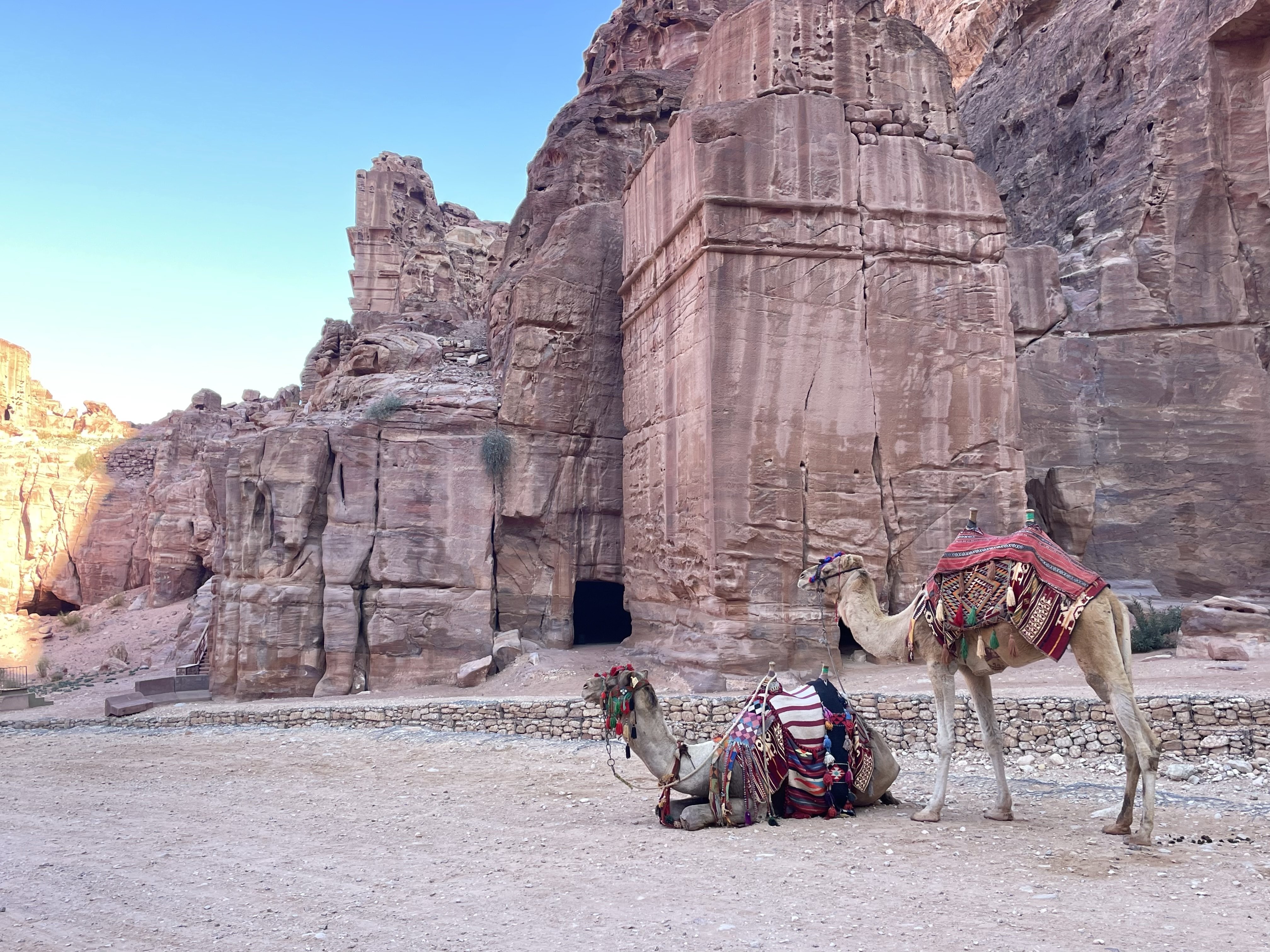 Camels in Petra
